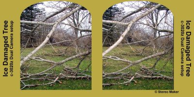 Ice Damaged Tree