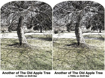 That Old Apple Tree  As A Sketch With Color