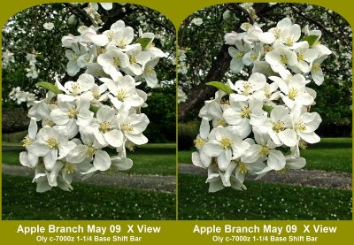 Apple Branch in X View