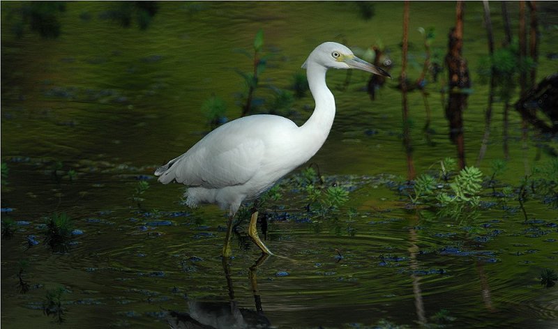 Little Blue Heron (First Year)