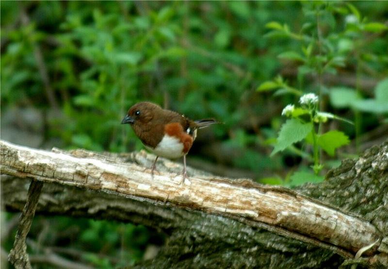 Eastern Towhee (Female) - (Pipilo erythrophthalmus)