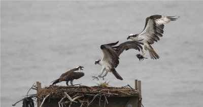 Osprey