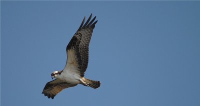 Osprey 