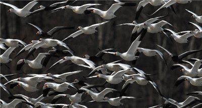 Snow Geese