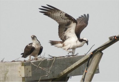 Osprey