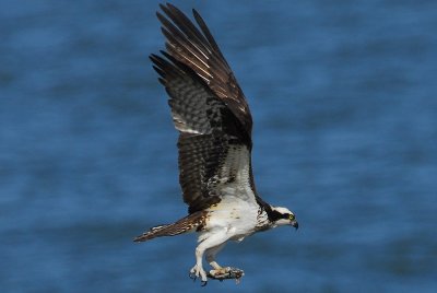 Osprey