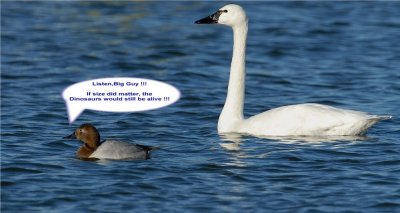 Tundra Swan and Canvasback