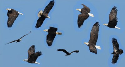 Bald Eagle Collage