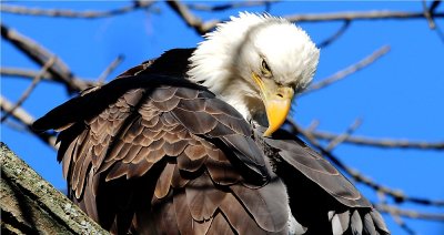 Bald Eagle