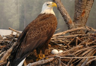 Blackwater National Wildlife Refuge