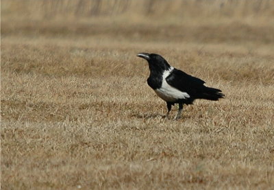 African Pied Crow