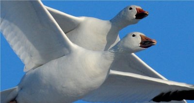 Snow Geese
