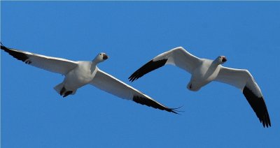 Snow Geese (Chen caerulescens)