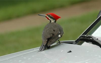 Pileated Woodpecker 2.JPG