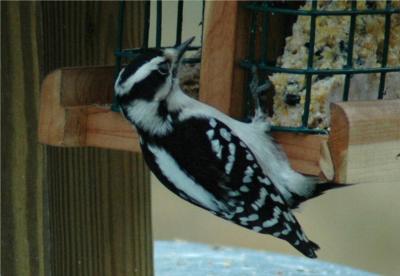 Downy Woodpecker (Female).JPG