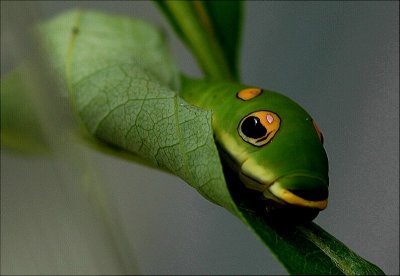 Spicebush Swallowtail Caterpillar.JPG