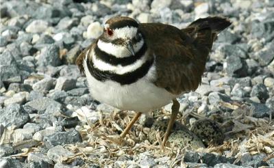 Killdeer (Charadrius vociferus)