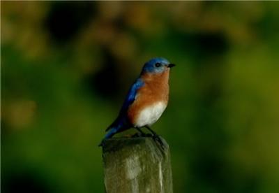 Eastern Bluebird (Male)