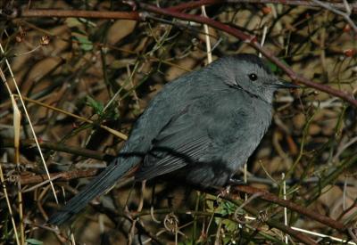 Gray Catbird