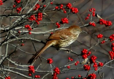 Brown Thrasher (Toxostoma rufum)