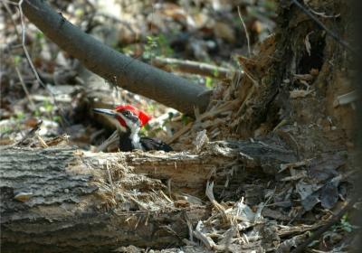 Pileated Woodpecker 5.JPG