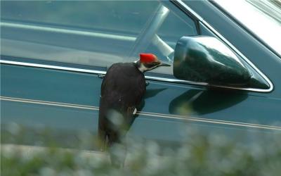 Pileated Woodpecker 10.JPG