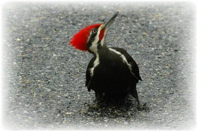 Pileated Woodpecker 20.JPG
