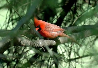 Northern Cardinal.JPG