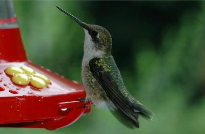 Ruby-Throated Hummingbird.JPG