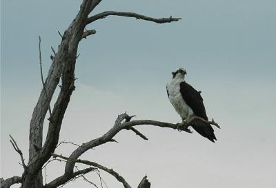 Osprey