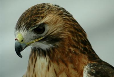 Red-Tailed Hawk (Buteo jamaicensis) 