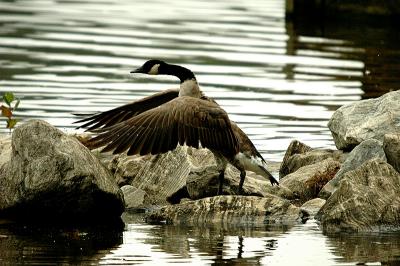 Canada Goose