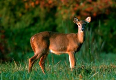 White-tailed Deer