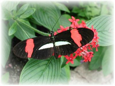 Crimson-Patched Erato Longwing.JPG