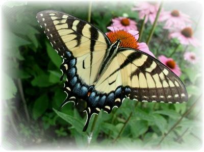 Tiger Swallowtail.JPG