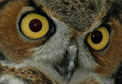 Great Horned Owl Close-Up