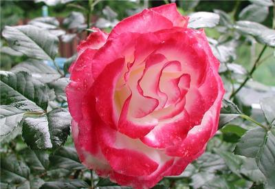 g3/28/620428/3/53795902.CherryParfait.jpg