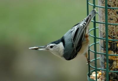 White-Breasted Nuthatch (Sitta carolinensis)