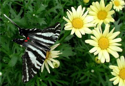Zebra Swallowtail.JPG