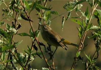 Palm Warbler.JPG