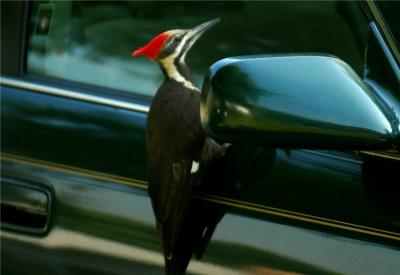 Pileated Woodpecker 31.JPG