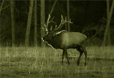 Bull Elk