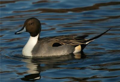 Northern Pintail (Anas acuta)