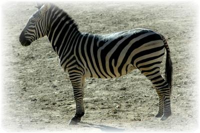 Zebra