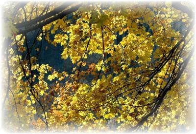 Fall Yellow.JPG
