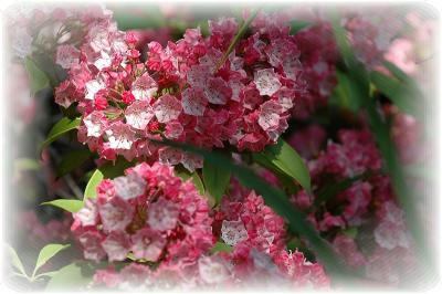 Mountain Laurel - Nipmuck