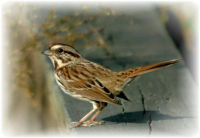 Song Sparrow.JPG