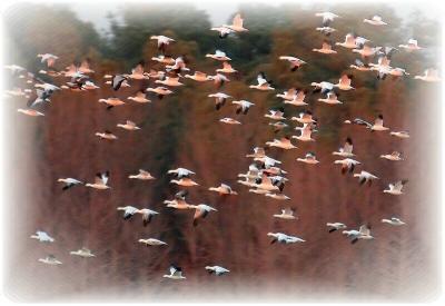 Snow Geese in Flight.JPG