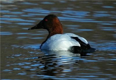 Canvasback (Aythya valisineria)