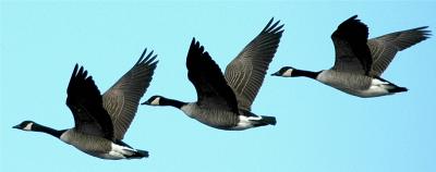 Canada Geese in Flight